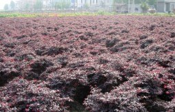 红花继木小苗毛球批发红花桎木批发/湖南花木网