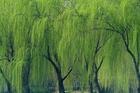 北京速生柳基地批发速生柳青皮速生柳依岭速生柳基地