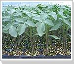优质育苗基质 育苗专用基质 最好的蔬菜育苗基质-恒先