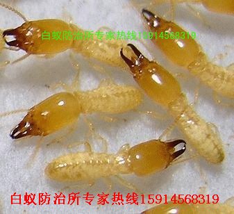 供应佛山南海盐步白蚁防治所