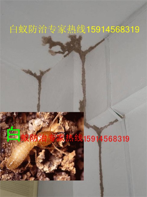 供应佛山南海大沥白蚁防治所