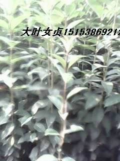 大叶女贞苗大叶女贞苗子泰安鑫鑫苗木花卉繁育基地
