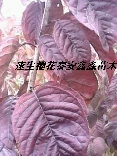 看哪速生樱花苗图片樱桃种子苗泰安鑫鑫苗木