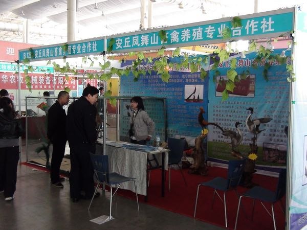 孔雀养殖,孔雀销售,山东孔雀 - 安丘凤舞山畜禽养殖专业合作社