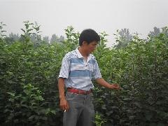 供应苹果树苗，山东苹果树苗，泰安苹果树苗，山东泰安苹果树苗