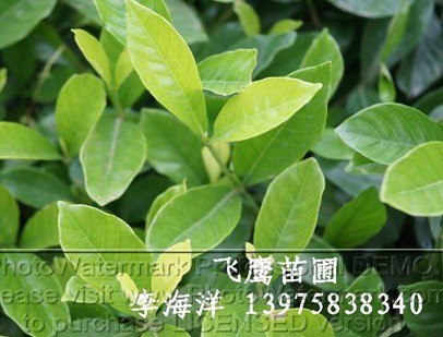 大叶栀子小叶栀子花苗批发价格图片/湖南花木网