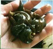 水蛭素，水蛭收购，水蛭加工，江苏省如皋市苏源水蛭