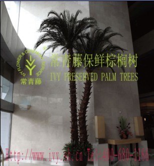 供应常青藤工厂制作保保鲜棕榈树，保鲜棕榈树组合批发工厂