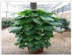 【丰叶林花卉】成都植物租赁|花卉休眠期的管理