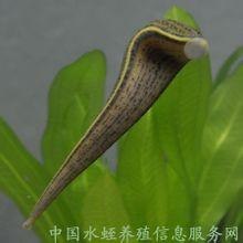 水蛭加工方法，水蛭回收，江苏省如皋市苏源水蛭生态养殖有限公司