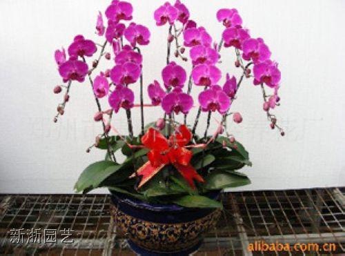 杭州花木租摆找杭州晨芙园林