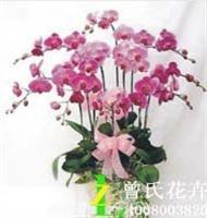 成都植物租赁|植物租摆【曾氏花卉】|室内杀病菌的植物