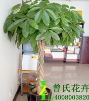 成都植物批发基地|成都植物租摆【曾氏花卉】绿化装饰植物花卉