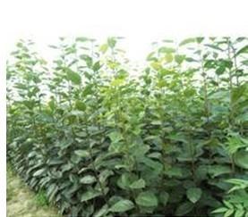 陕西优质山楂苗出售|陕西山楂苗批发价格