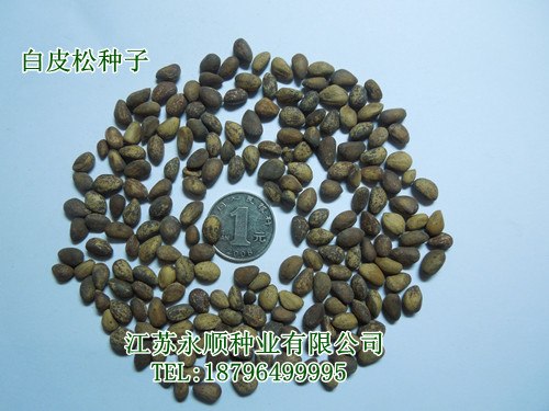 新种上市2000斤白皮松种子