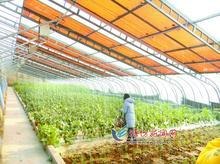 【新突破】冬暖式薄膜太阳能光伏发电蔬菜大棚建设诞生了