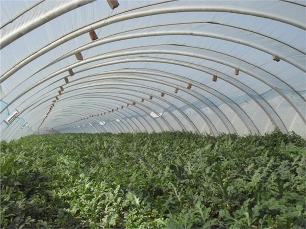 日光温室行情 优质卷帘机出售行情 大棚骨架厂商辰骏