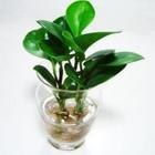 办公室里带的绿色植物应该怎样摆放||成都绿植出租