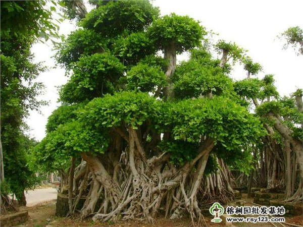 琯溪红中红蜜柚的选育生物学特性生理落果