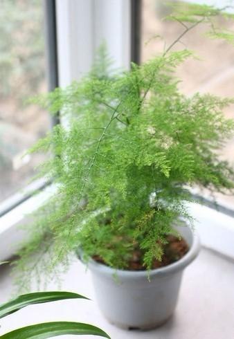 阳台花卉植物的注意事项 |【植物租赁专家】成都植物租赁租摆