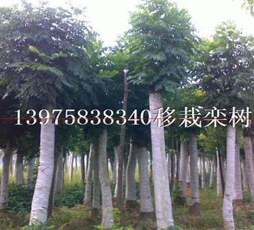 移栽栾树(国庆花)(摇钱树)8-35公分移栽树