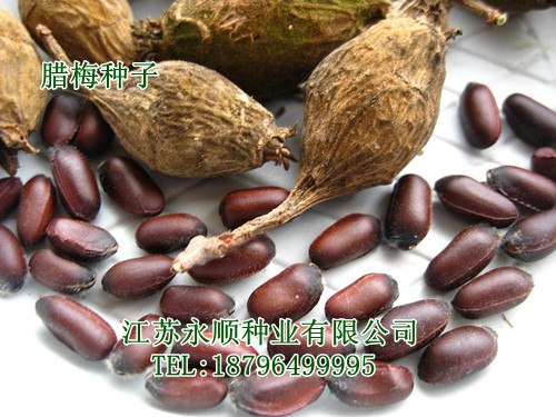 优质腊梅种子,海南黄花梨种子,l罗汉松种子