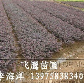 红花继木扦插苗小苗毛球精品球|湖南花木网