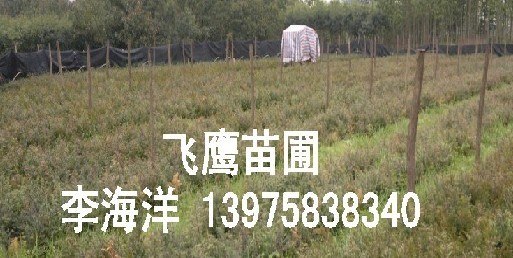 湖南长沙红豆杉价格_湖南红豆杉厂家_湖南花木网