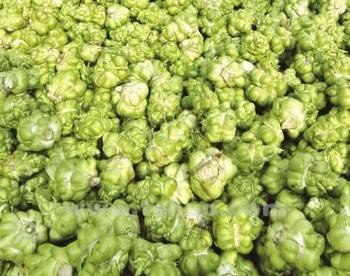 重庆鲜青菜头批发销售，垫江影泽榨菜种植专业合作社