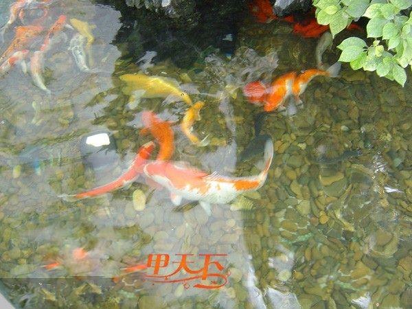 上海市别墅户外景观水处理。常年无需换水