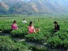 茶叶批发|茶叶批发价格|广州茶叶批发市场
