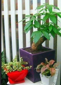 【植物租赁专家】花卉不开花的原因|成都花木租摆|成都花卉租摆