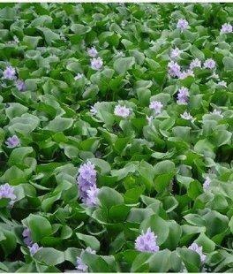 水葫芦批发价格