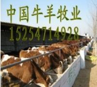 供应鲁西黄牛小黄牛小牛多少钱一头西门塔尔牛临海肉牛养殖场