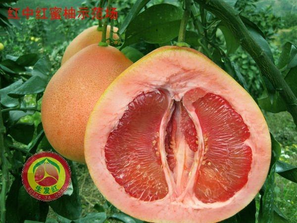 红中红蜜柚栽培管理