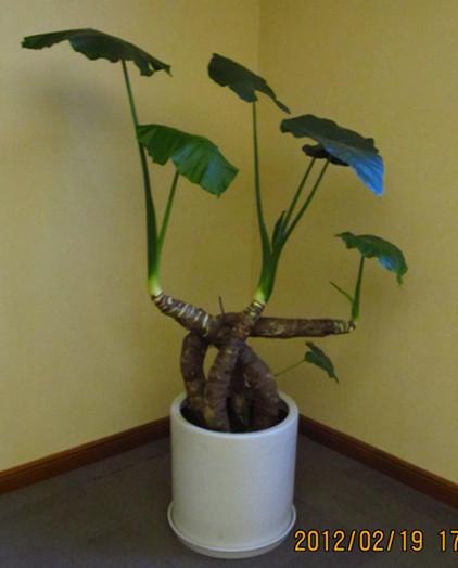 【植物租赁专家】鸡蛋花的栽培方法 |成都室内绿化施工
