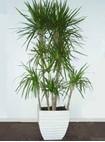 四季桂花种植小技巧|成都室内植物租赁|成都花木租赁