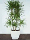 【植物租赁专家】冬季林木种子保管小技巧|成都盆栽植物租摆