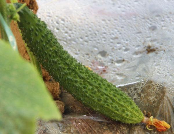淄博自助采摘_淄博蔬菜种植认领_淄博旅游采摘
