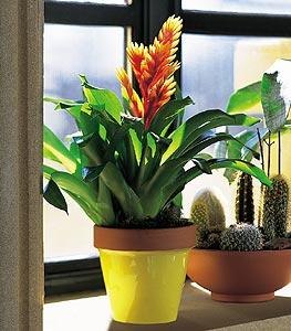 【红枫园艺】成都临时花卉租摆哪家好？成都茶楼植物租凭