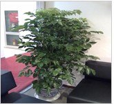 【红枫园艺】成都办公室植物租摆哪家好？成都办公室植物租赁