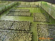 浙江泥鳅怎么养殖—浙江泥鳅养殖场 星雨养殖基地更专业