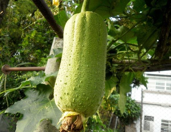 淄博温室蔬菜_淄博农产品基地_淄博温室大棚蔬菜采摘