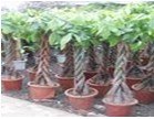 【丰叶林】成都花卉租赁公司|盆花施肥要注意哪些问题?