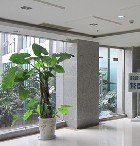 【植物租赁专家】与你分享——花卉怎么剪取枝条 |成都花木租赁