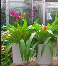【植物租赁专家】水仙花开花后怎么养 |成都植物租赁租摆