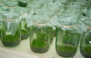 供应广州惠农苗木发展有限公司铁皮石斛