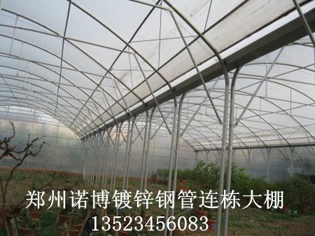 供应高标准育苗温室大棚建设郑州