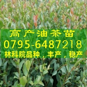 供应油茶苗木,山茶树苗,云南油茶树,河南油茶苗木,油茶树苗,江西油茶苗