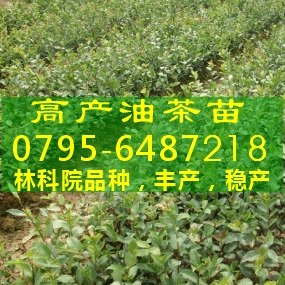 供应贵州油茶树苗,油茶苗价格,油茶苗种,无性油茶嫁接苗
